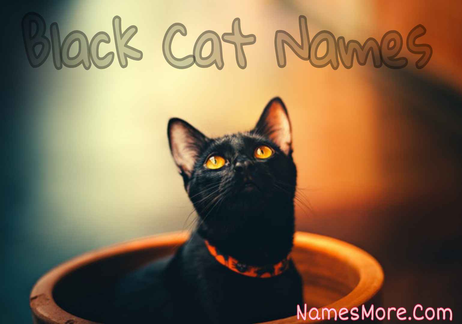 Featured Image for Black Cat Names [2023: Best, Funny, Unique & Creative]
