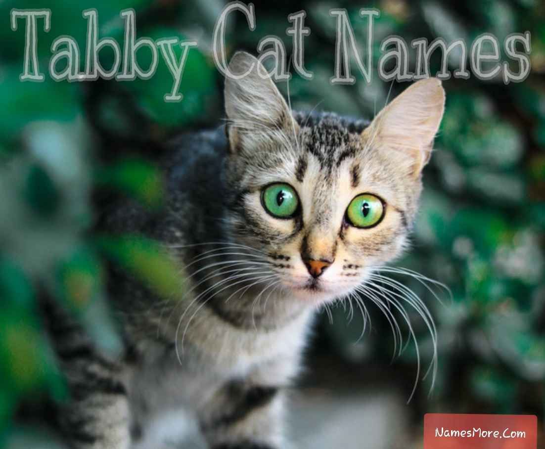 Featured Image for Tabby Cat Names [Best, Unique, Badass, Cute Male & Female]