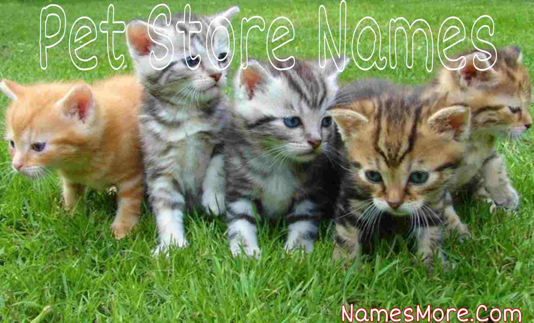 Featured Image for 950+ Pet Store Names Idea [Be Inspired]